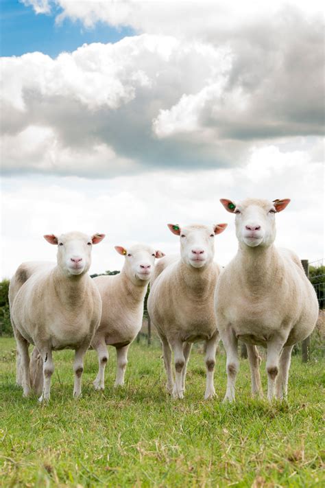 Dolly the Sheep’s Fellow Clones, Enjoying Their Golden Years - The New ...