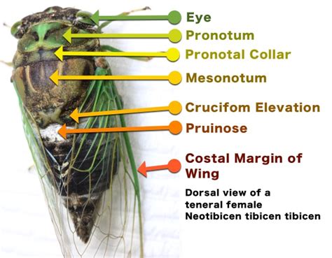 Identifying Neotibicen Cicadas – Cicada Mania