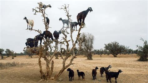 Mountain Goats: How Do They Do It? (PHOTOS) | The Weather Channel ...