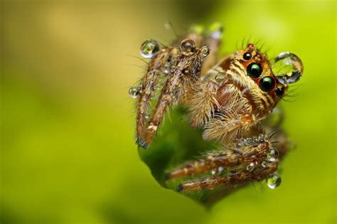 16 Mind Blowing Examples of Insect Macro Photography | 99inspiration