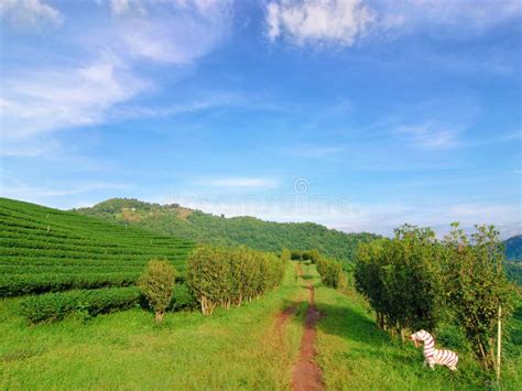 Tea Plantation at Doi Mae Salong in Chiang Rai, Thailand Stock Photo - Image of organic ...