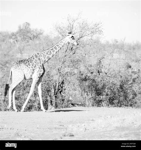 In south africa wildlife reserve and giraffe Stock Photo - Alamy