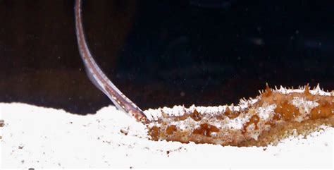 There’s something in my cloaca: Pearlfish and its bizzare behavior caught on tape | Reef ...