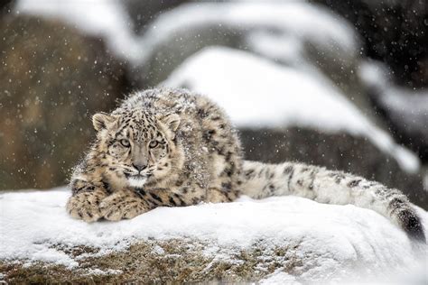 Footage shows confrontations between snow leopards and other animals - CGTN