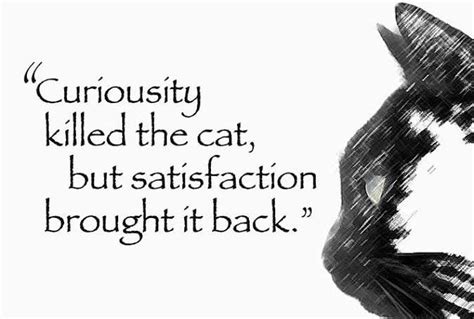 Curiosity Killed The Cat! | Curiosity killed the cat, Need quotes, Cat quotes