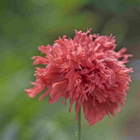 The 11 Best Garden Poppies to Grow in Every Region