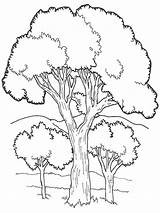 Free Printable Tree Coloring Pages sketch template