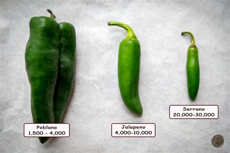 Poblano vs. Jalapeno: Which is Hotter? | Mexican Please