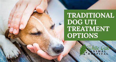 Traditional Dog UTI Treatment Options - White Oak Animal Hospital