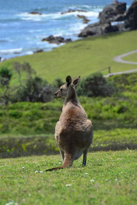 See Kangaroos on the Beach in Australia