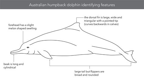 Fact Sheet: Australian Humpback Dolphin • Department of Primary Industries and Regional Development