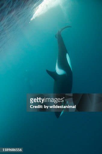 Female Killer Whale Near Skjervoy Northern Norway High-Res Stock Photo ...