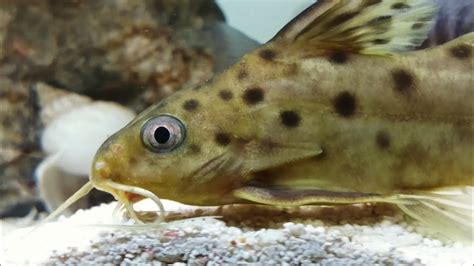 Spotted catfish with African Cichlids Synodontis Multipunctatus - YouTube