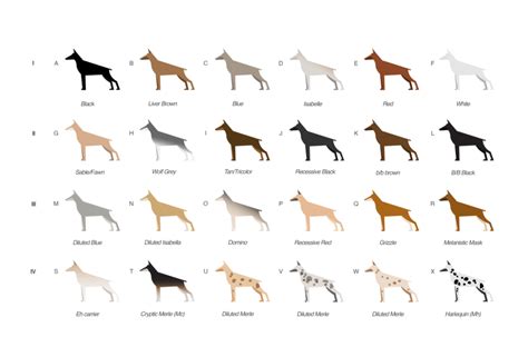 Schematic diagram of coat color diversity in dogs. (A-D) represent... | Download Scientific Diagram