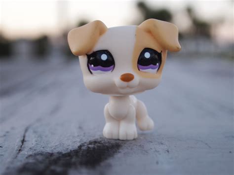 Jack Russell | Mascotas lps, Littlest pet shop, Mascotas