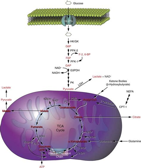 TJ. Pyruvate carboxylase catalyzes a 2-step reaction, involving the ATP ...