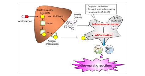 Amiodarone, Unlike Dronedarone, Activates Inflammasomes via Its ...