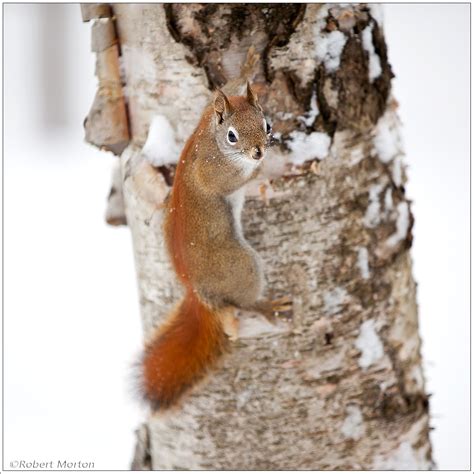 Red Squirrel | photodyssey