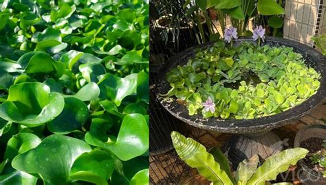 Water Hyacinth Care 101: From Planting to Blooming | Fluvico