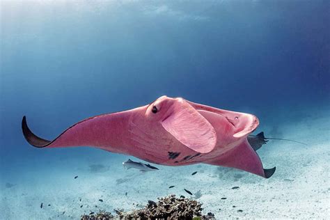 World's only known pink manta ray spotted in the Great Barrier Reef ...