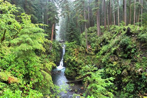 Hoh Rainforest Lodging at Manitou Lodge Near Forks