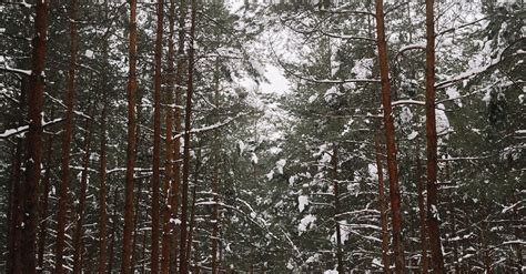 Forest Trees in Winter Snow · Free Stock Photo