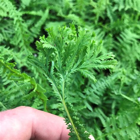 Athyrium filix-femina 'Victoriae' - Lady Fern (3.5" Pot) | Little ...