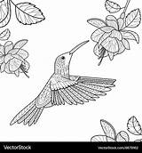 Hummingbird Coloring Pages A Delightful Journey Into The World Of Tiny  sketch template