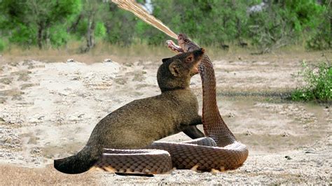 Mongoose Vs Cobra - Big Battle - Wild Animal Fights - YouTube