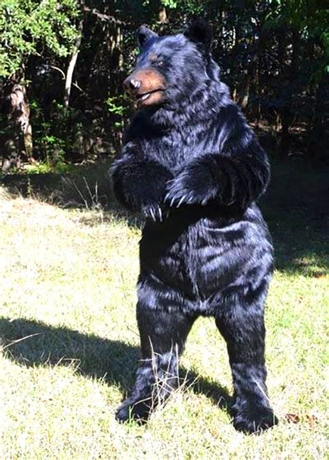 Realistic Black Bear Costume - Bronson | Mascot Ambassadors