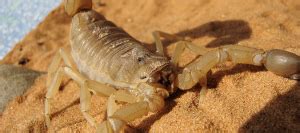 What To Do After A Striped Bark Scorpion Sting | ABC Blog