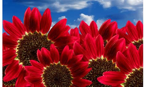 Sunflower Seeds "Red Sun" Heirloom Flower Seeds Multiple Blooms & Branches 50ct | Groupon