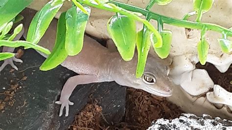 New western banded gecko morph(?) Need help - Other Geckos ...