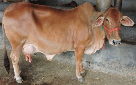 Sahiwal Cattle: A Valuable Breed for Dairy Production and More