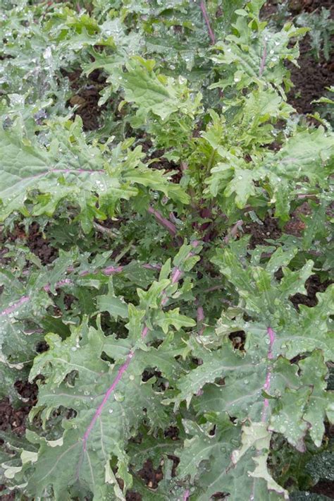 Kale Spacing: How Far Apart to Plant | Gardener's Path