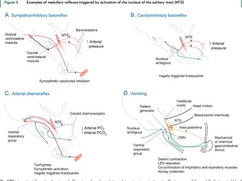 Nucleus of the solitary tract, medullary reflexes, and clinical implications | Semantic Scholar