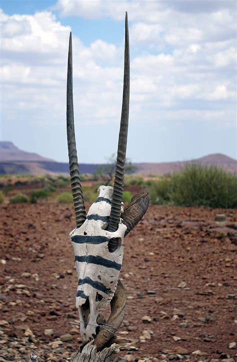 Where to Find Wild Welwitschia mirabilis in Namibia | Independent ...