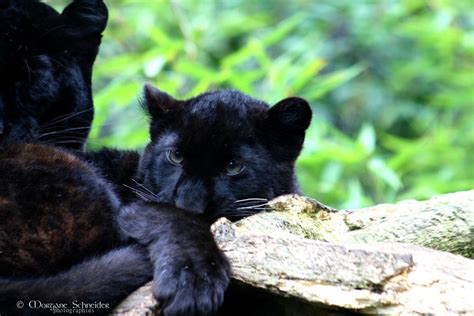 Black Leopard Cub II by MorganeS-Photographe on DeviantArt