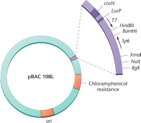 BAC.html 19_11-BAC.jpg