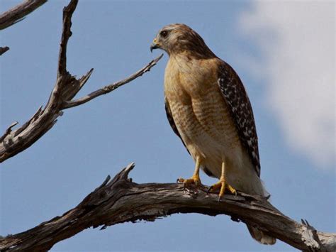 The Noisiest Hawk in North America? | Outside My Window