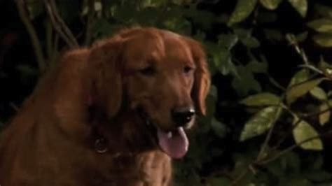 Air Bud: World Pup (2000) | MUBI