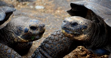 Island Conservation Fernandina Giant Tortoise Rediscovered in the ...