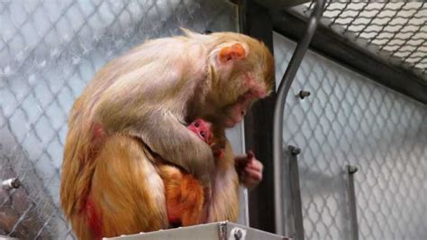 NIH Ending Baby Monkey Experiments | PETA