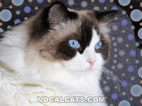 Seal Bicolor Ragdoll: Complete Guide - Vocal Cats