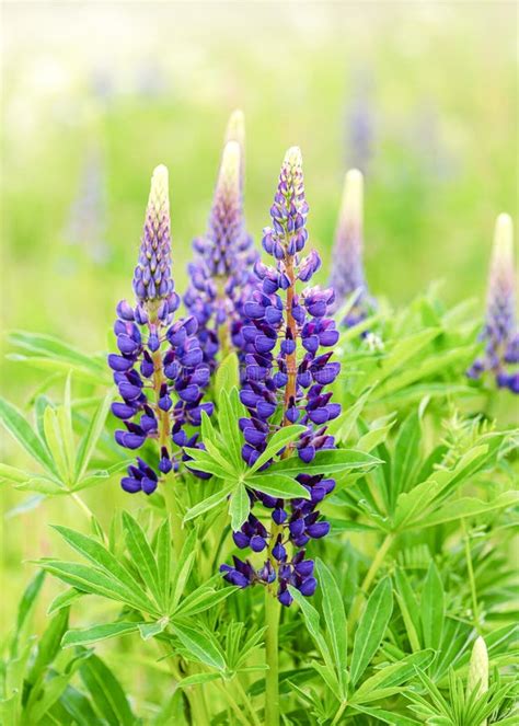 Beautiful Blue Wild Lupine Flowers in a Summer Meadow among the Grass. Stock Image - Image of ...