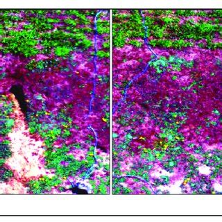 Ground truth labelling for hawkweed foliage detection model: (a) Actual... | Download Scientific ...