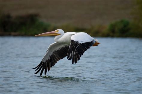 Get To Know This Year's Featured World Migratory Bird Day Species ...