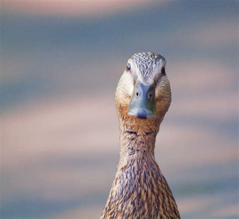 Does a duck's quack echo? | The short answer is yes, it does… | Flickr