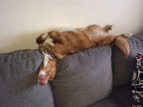 This Adorable Dog Sleeps and Plays In Some Really Interesting Positions (PHOTOS) | HuffPost