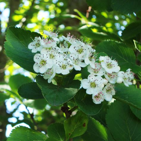 Hawthorn Tree Essence - Tree Frog Farm | Flower Essences | Aromatherapy